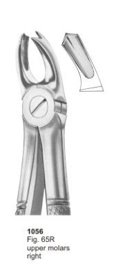  Fig. 65R upper molars right 